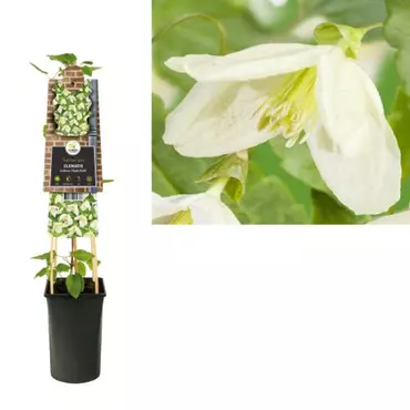 Klimplant Clematis Cirrhosa Jingle Bells - Witte Bosrank