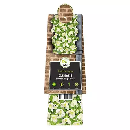 Klimplant Clematis Cirrhosa Jingle Bells