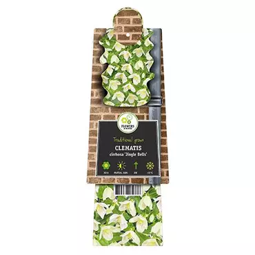 Klimplant Clematis Cirrhosa Jingle Bells