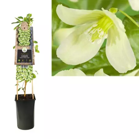 Klimplant Clematis Cirrhosa Wisley Cream - Witte Bosrank
