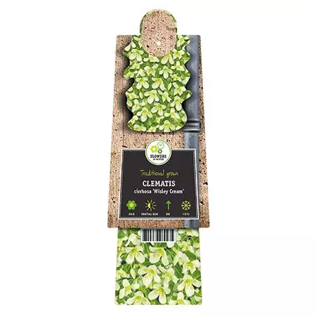 Klimplant Clematis Cirrhosa Wisley Cream