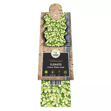 Klimplant Clematis Cirrhosa Wisley Cream