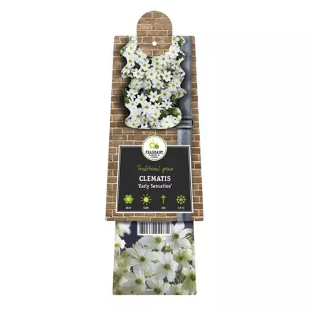 Klimplant Clematis Early Sensation