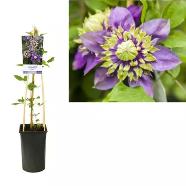 Klimplant Clematis florida Taiga - Paarse Bosrank