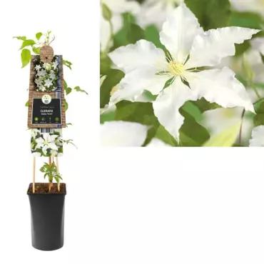 Klimplant Clematis Gladys Picard - Witte Bosrank