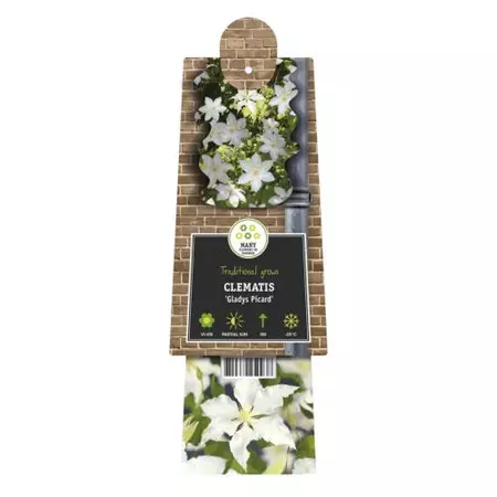 Klimplant Clematis Gladys Picard  - Witte Bosrank - afbeelding 2