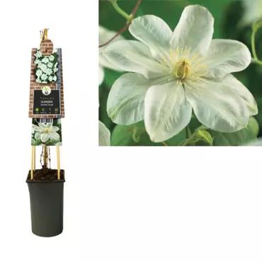 Klimplant Clematis Guernsey Cream - Witte Bosrank