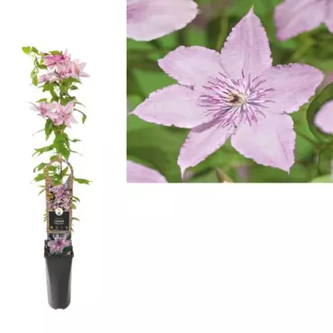 Klimplant Clematis Hagley Hybrid - Roze Bosrank