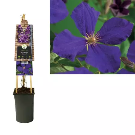 Klimplant Clematis Jackmanii - Paarse Bosrank