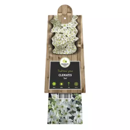 Klimplant Clematis Joe