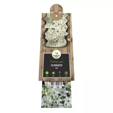 Klimplant Clematis Joe