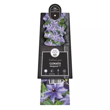 Klimplant Clematis Königskind