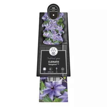 Klimplant Clematis Königskind