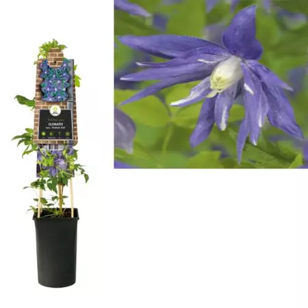 Klimplant Clematis macr. Maidwell Hall - Blauwe Bosrank