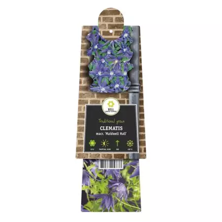 Klimplant Clematis macr. Maidwell Hall