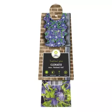 Klimplant Clematis macr. Maidwell Hall