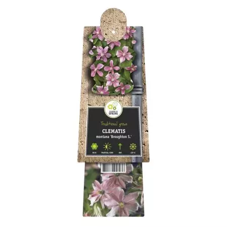 Klimplant Clematis montana Broughton