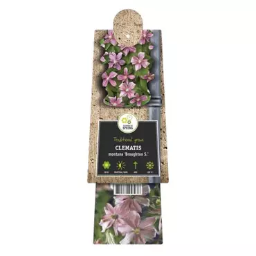 Klimplant Clematis montana Broughton
