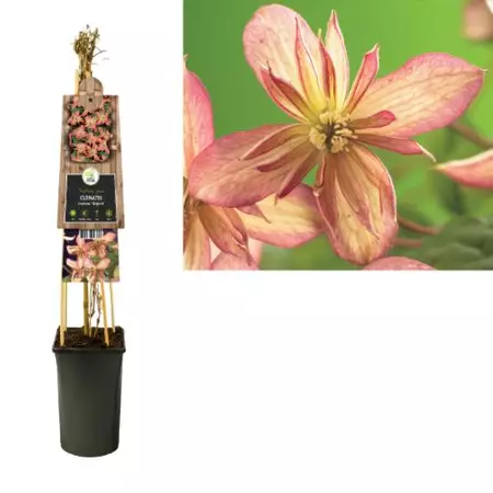 Klimplant Clematis montana Marjorie - Roze Bosrank - afbeelding 1
