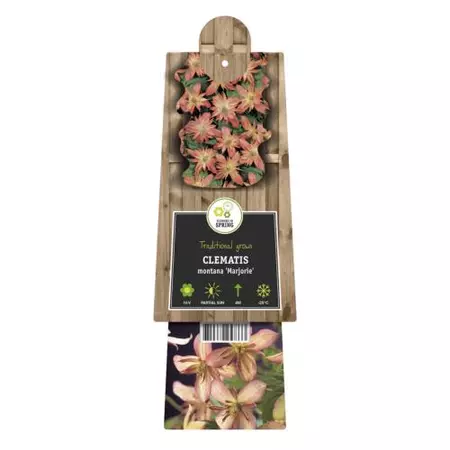 Klimplant Clematis montana Marjorie - Roze Bosrank - afbeelding 2