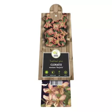 Klimplant Clematis montana Marjorie - Roze Bosrank - afbeelding 2