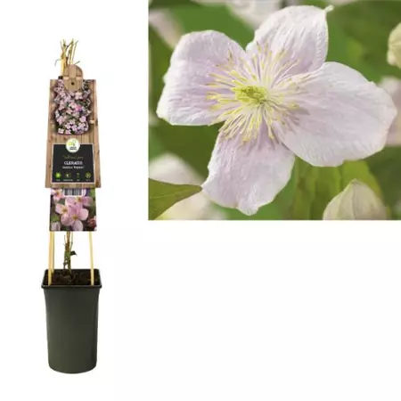 Klimplant Clematis montana Mayleen - Roze Bosrank - afbeelding 1