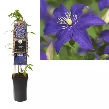 Klimplant Clematis Rhapsody - Blauwe Bosrank