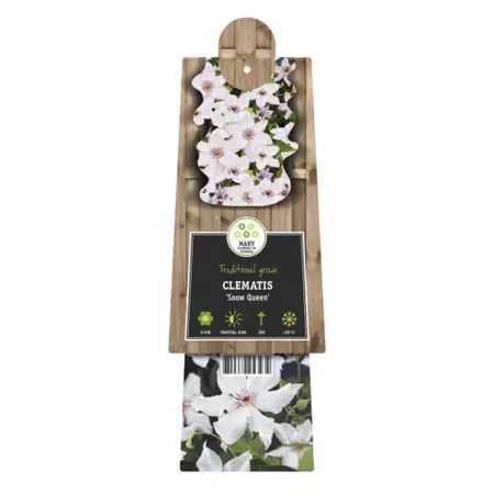 Klimplant Clematis Snow Queen - Witte Bosrank - afbeelding 2
