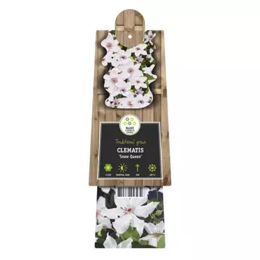 Klimplant Clematis Snow Queen - Witte Bosrank - afbeelding 2