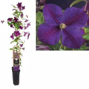 Klimplant Clematis Star of India - Paarse Bosrank
