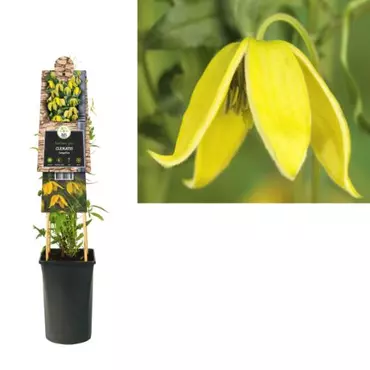 Klimplant Clematis tangutica - Gele Bosrank - afbeelding 1