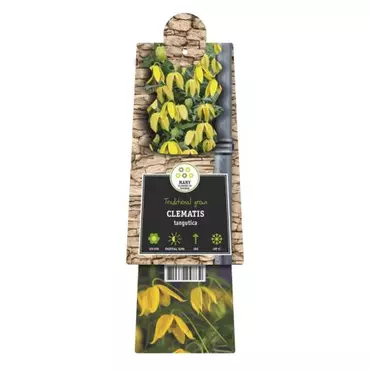 Klimplant Clematis tangutica - Gele Bosrank - afbeelding 2