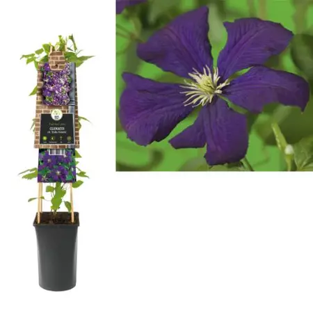 Klimplant Clematis vit. Etoile Violette - Paarse Bosrank