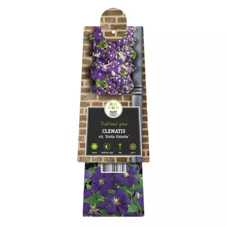 Klimplant Clematis vit. Etoile Violette