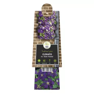 Klimplant Clematis vit. Etoile Violette