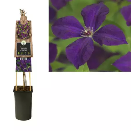 Klimplant Clematis vit. Polish Spirit - Paarse Bosrank - afbeelding 1