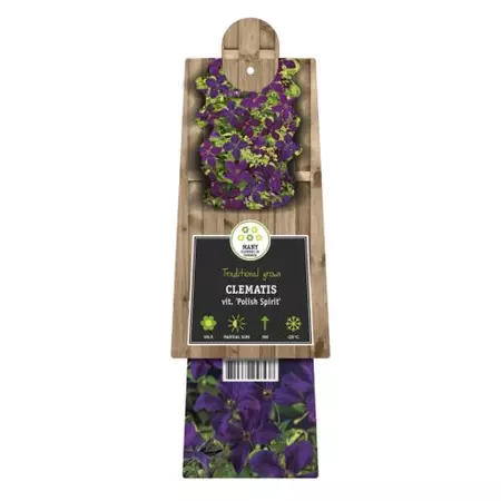 Klimplant Clematis vit. Polish Spirit - Paarse Bosrank - afbeelding 2