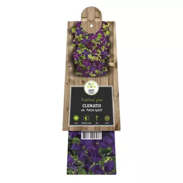 Klimplant Clematis vit. Polish Spirit - Paarse Bosrank - afbeelding 2