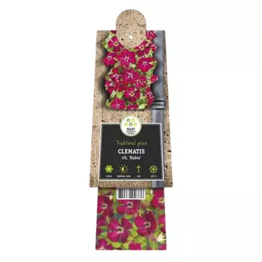 Klimplant Clematis vit. Rubra - Rode Bosrank - afbeelding 2
