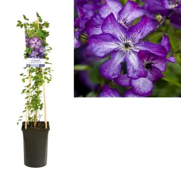 Klimplant Clematis vit. Super Nova - Paarse Bosrank