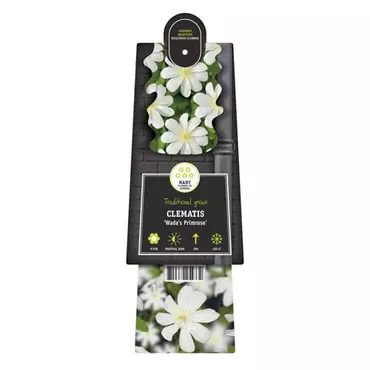Klimplant Clematis Wada s Primrose - Witte Bosrank - afbeelding 2