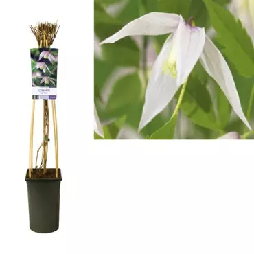 Klimplant Clematis Willy - Roze Bosrank