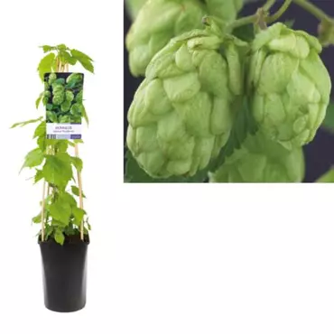 Klimplant Humulus Lupulus - Hop
