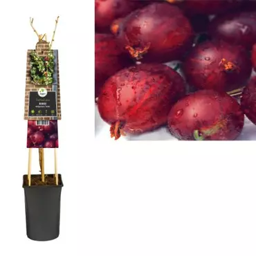 Klimplant Ribes nidigrolaria Josta - Sierbes