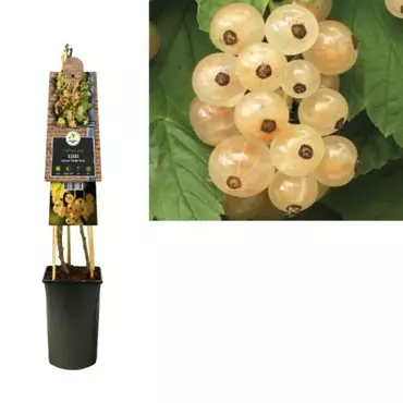 Klimplant Ribes rubrum White Pearl - Sierbes
