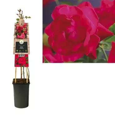 Klimplant Rosa Heidelberg - Klimroos Rood