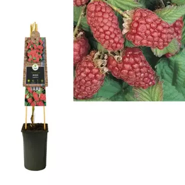 Klimplant Rubus Loganberry - Rode Bramen