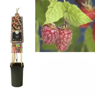 Klimplant Rubus Tayberry - Rode Bramen