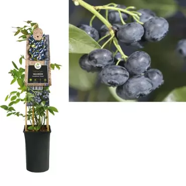 Klimplant Vaccinium corymbosum Jersey - Blauwe Bessen