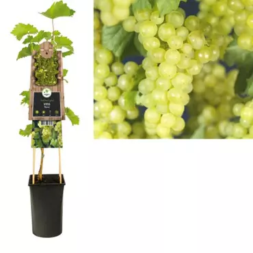 Klimplant Vitis Bianca - Witte Druiven